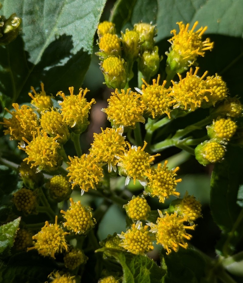 Schistocarpha platyphylla photo 7