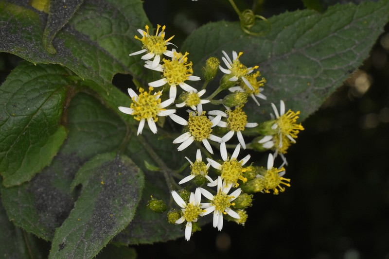 Schistocarpha platyphylla photo 8