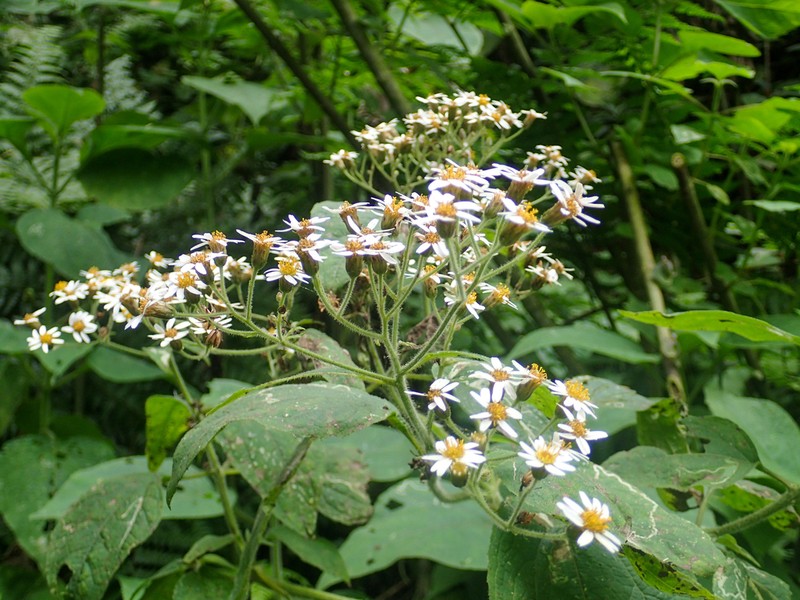 Schistocarpha sinforosi