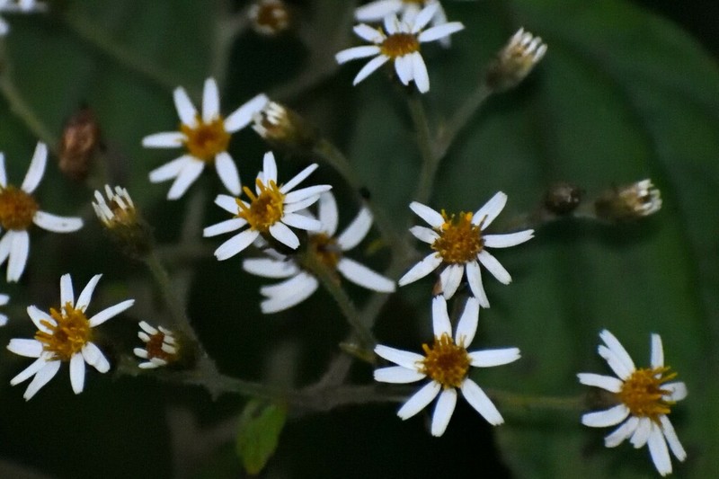 Schistocarpha sinforosi photo 6
