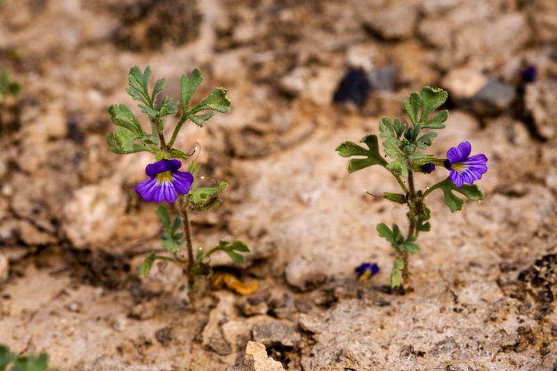 Harlequin Spiralseed photo 2