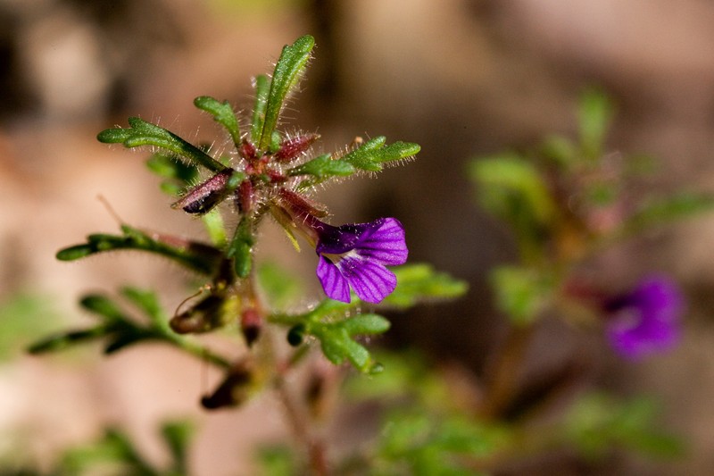 Harlequin Spiralseed