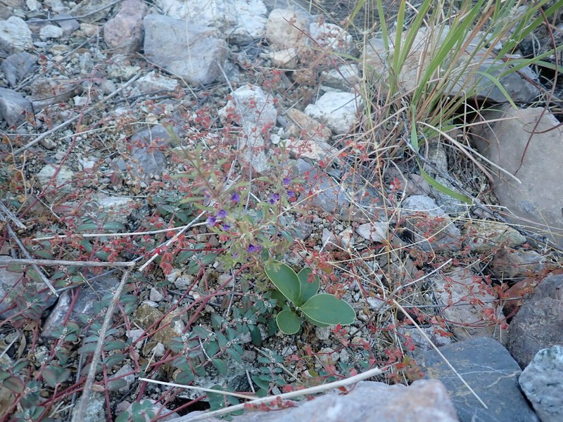 Schistophragma intermedium photo 3