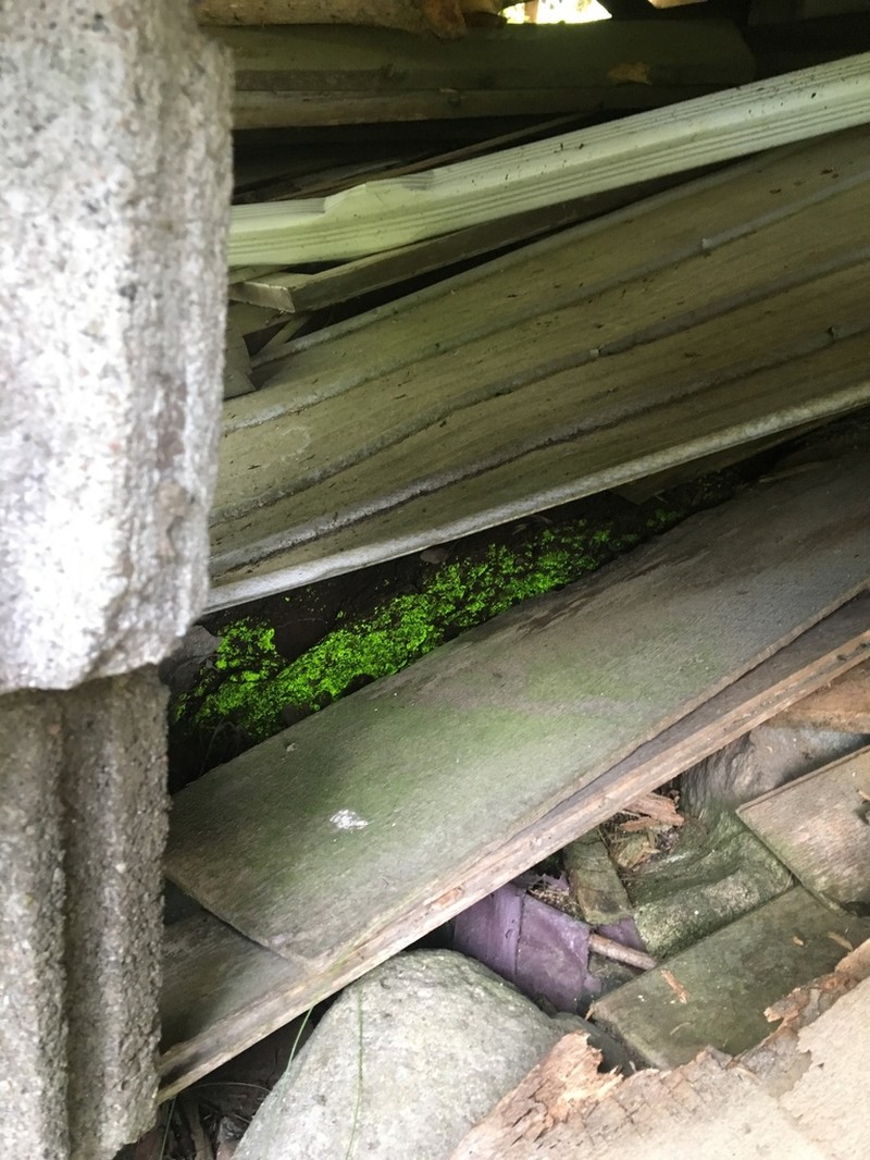 Schistostega Moss