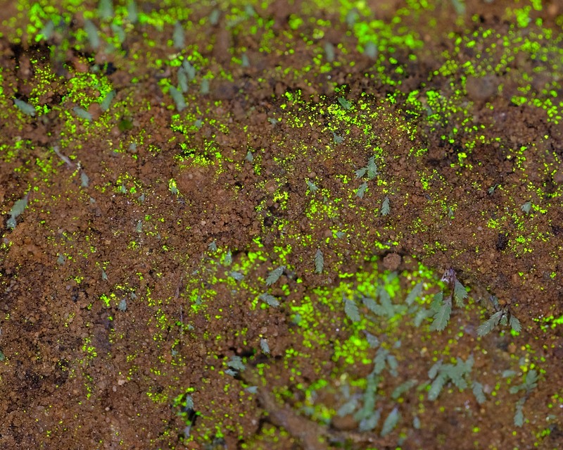 Schistostega Moss photo 2