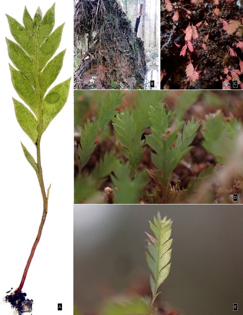 Schistostega Moss photo 3