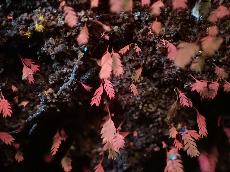 Schistostega Moss photo 4