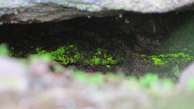 Schistostega Moss photo 5