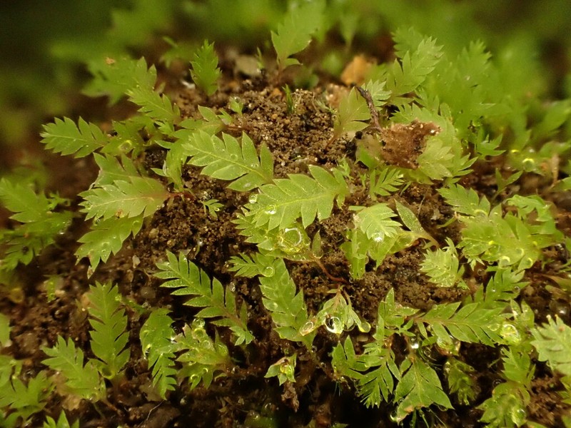Schistostega Moss photo 6