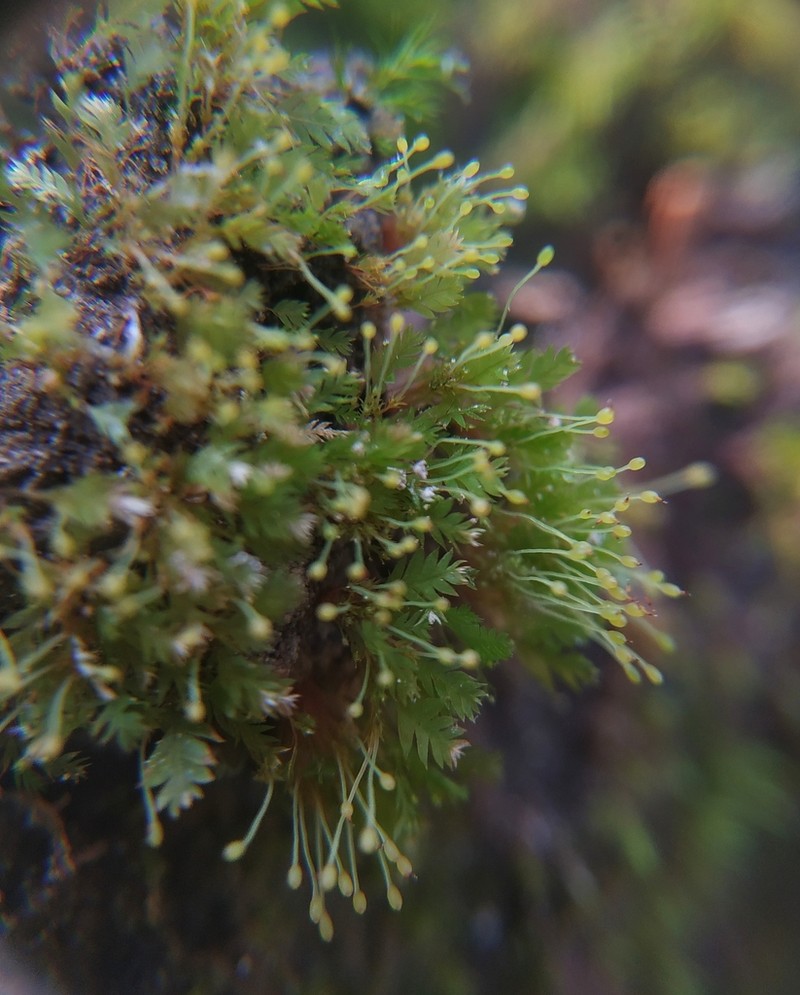 Schistostega Moss photo 7
