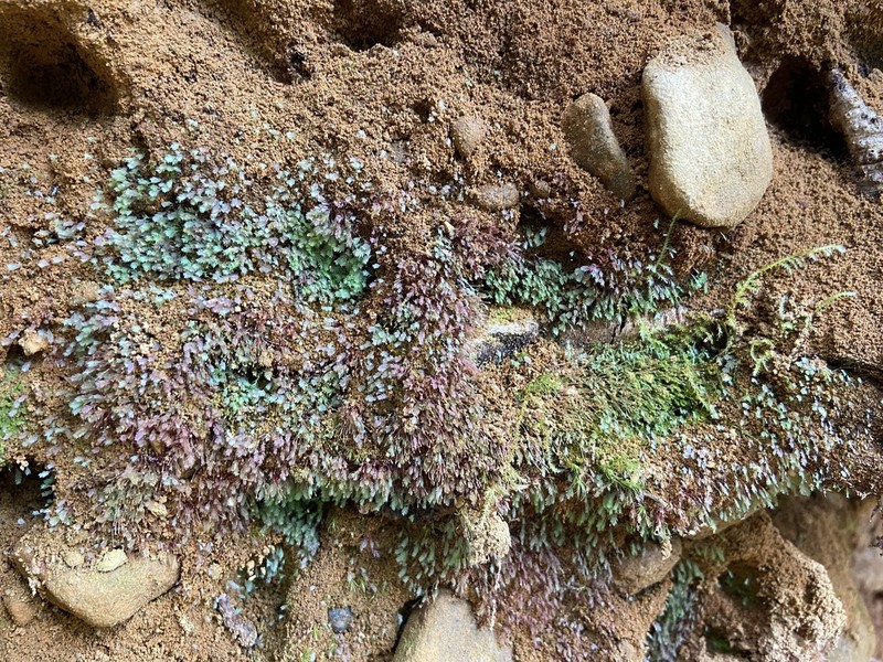 Schistostega Moss photo 8