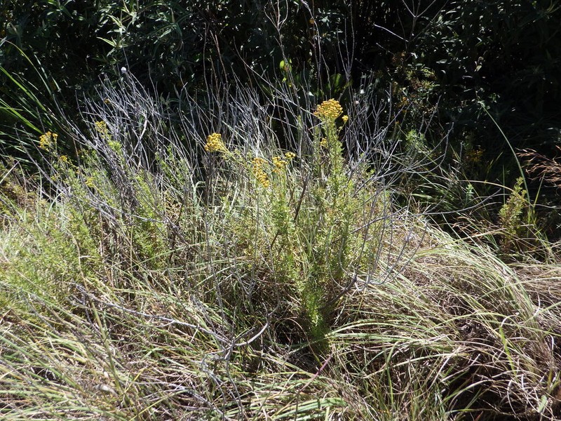 Schistostephium artemisiifolium