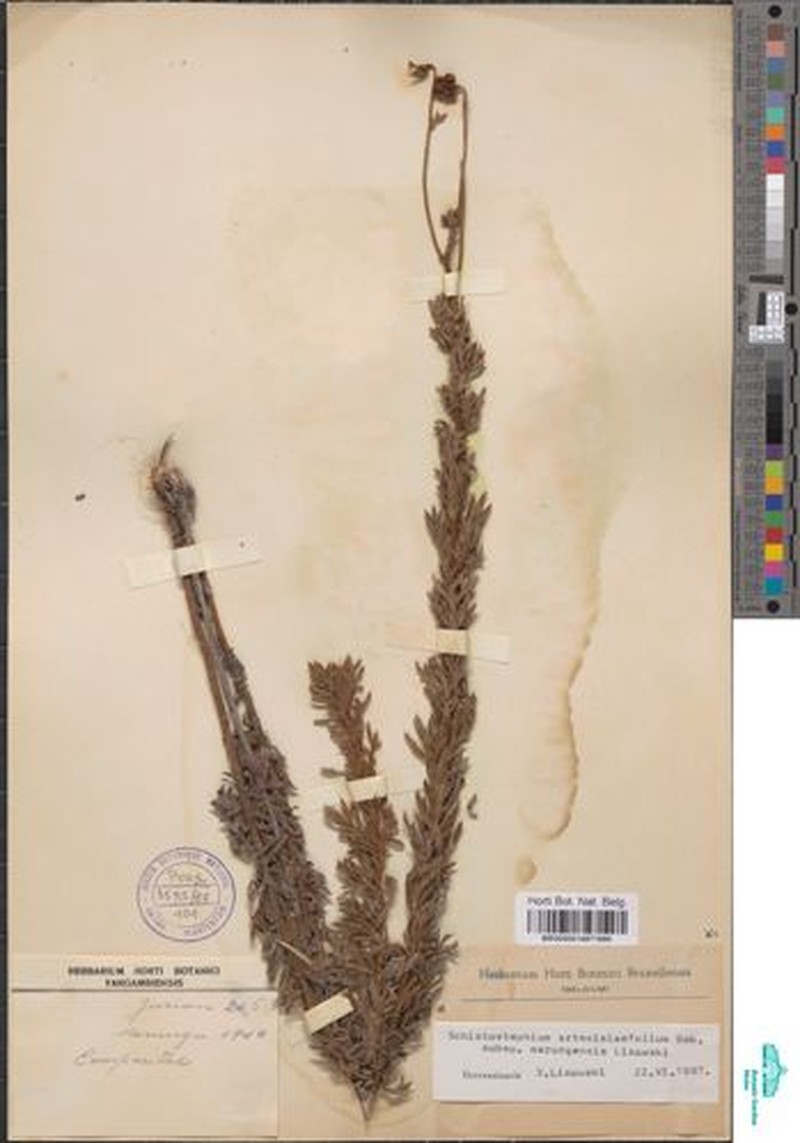 Schistostephium artemisiifolium subsp. marungensis