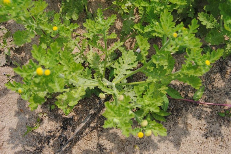Schistostephium crataegifolium