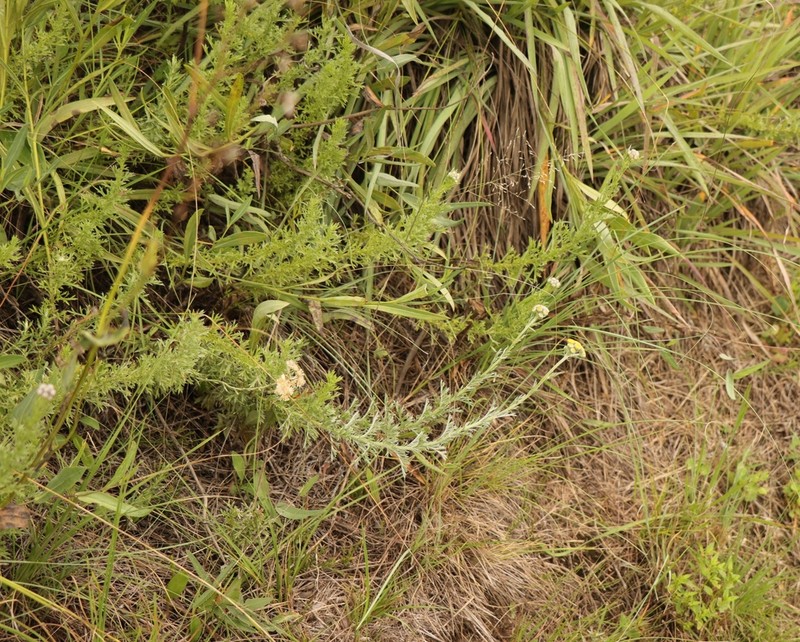 Schistostephium crataegifolium photo 2