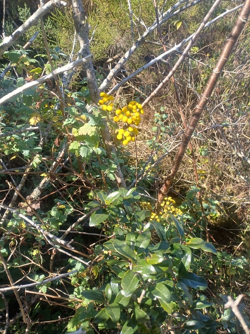 Schistostephium crataegifolium photo 3