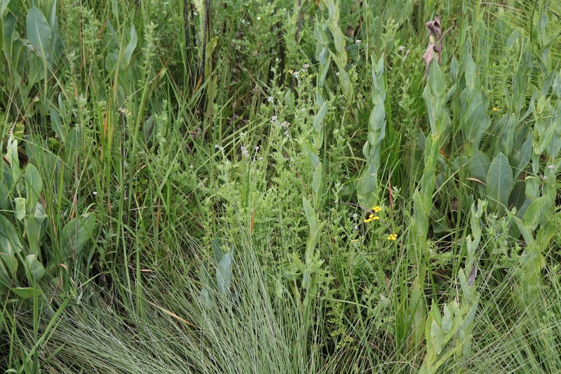 Schistostephium crataegifolium photo 4