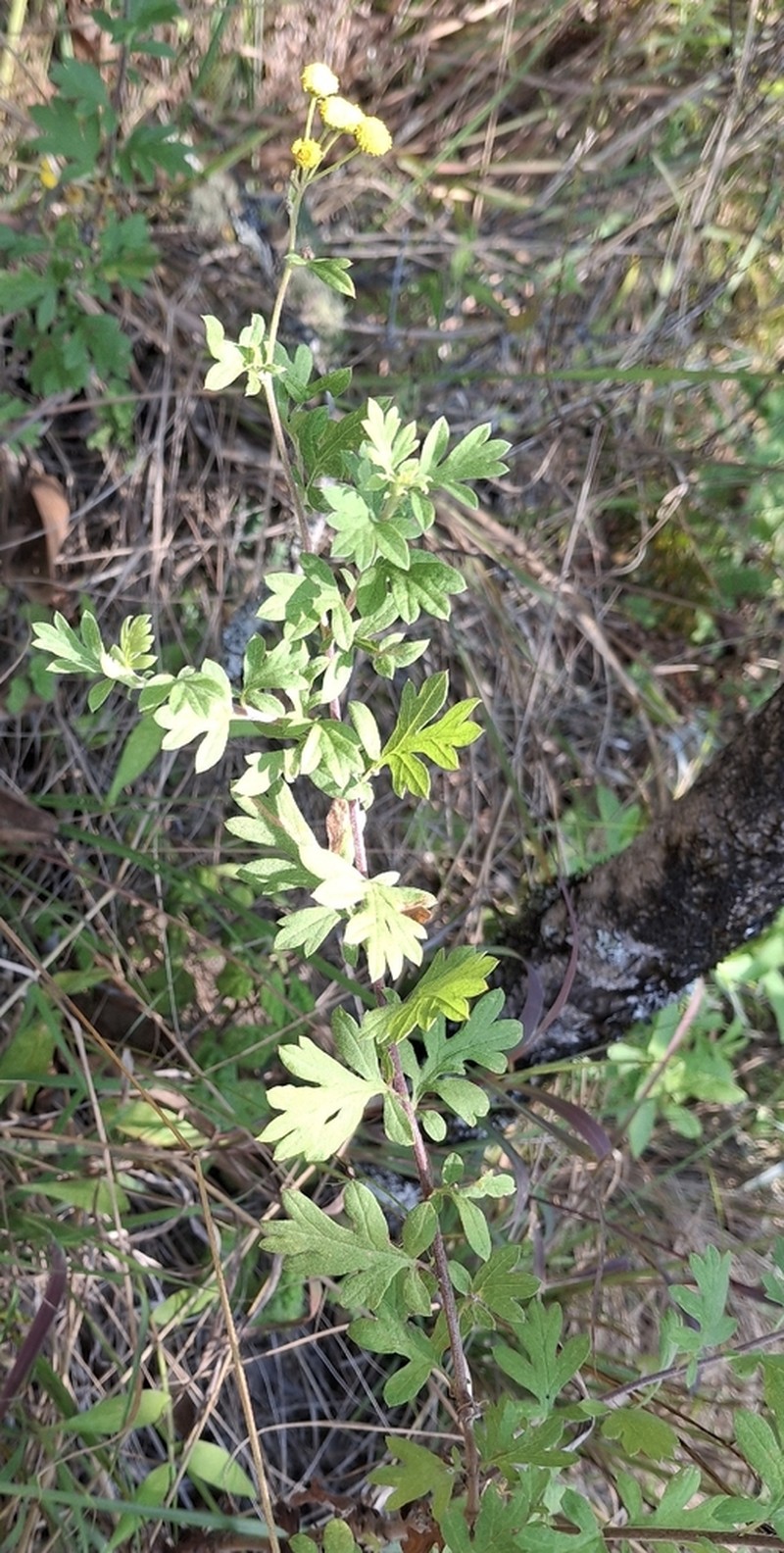 Schistostephium crataegifolium photo 5