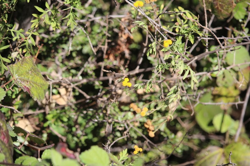 Schistostephium crataegifolium photo 6