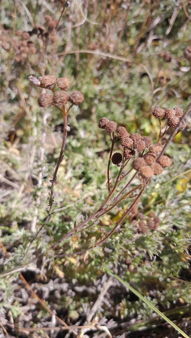 Schistostephium crataegifolium photo 7