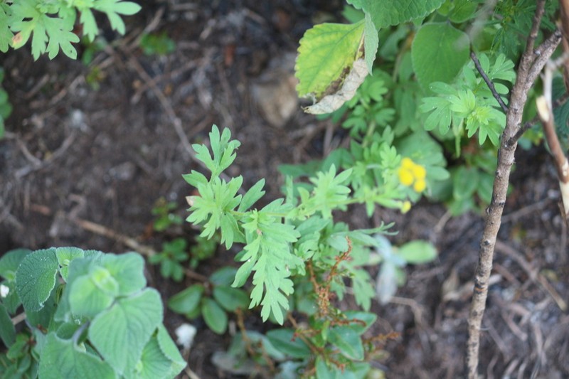 Schistostephium crataegifolium photo 8
