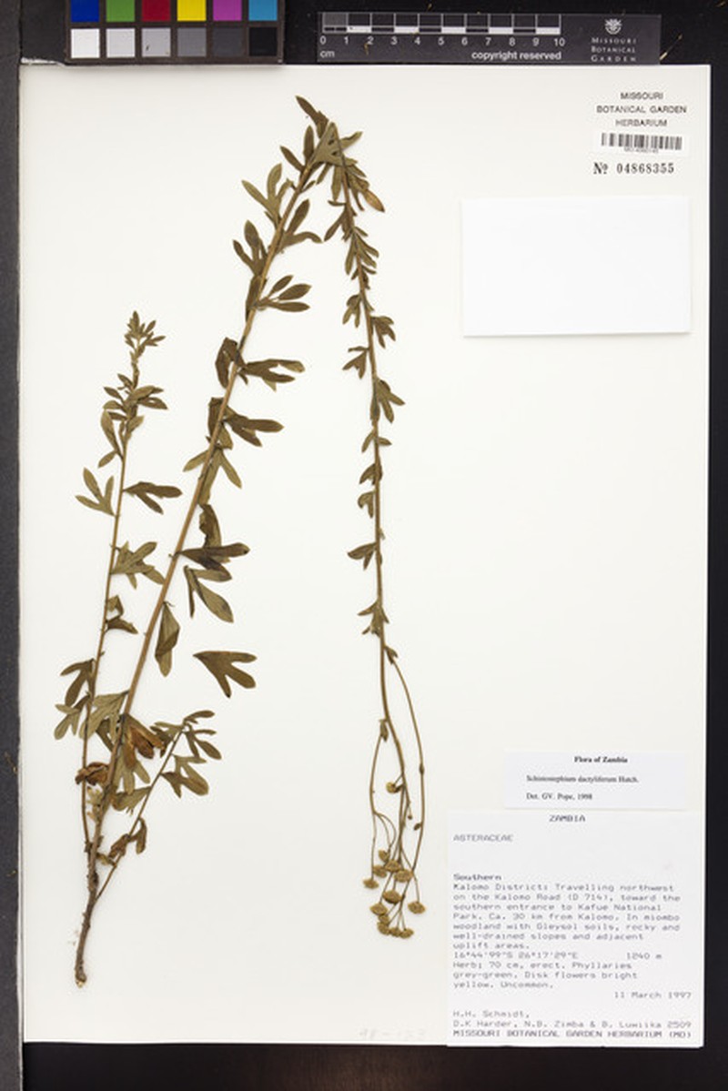 Schistostephium dactyliferum