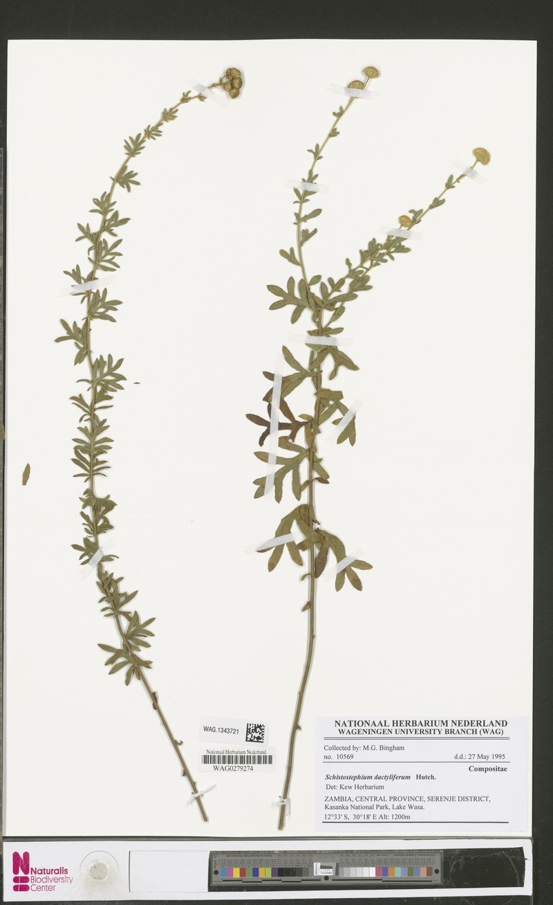 Schistostephium dactyliferum photo 2