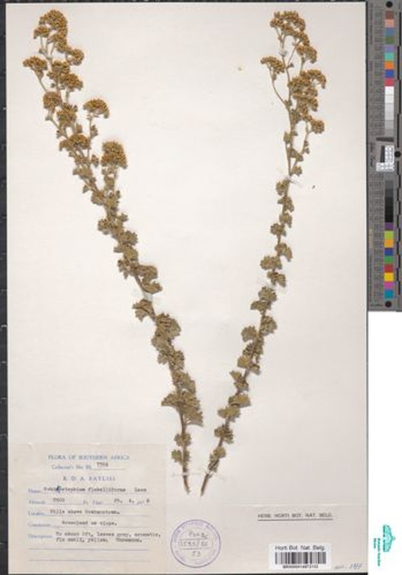 Schistostephium flabelliforme