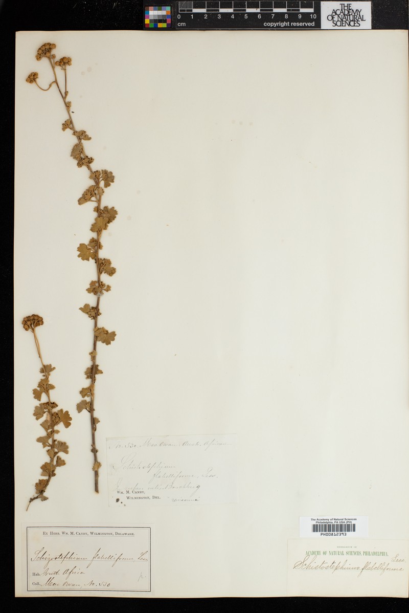 Schistostephium flabelliforme photo 2