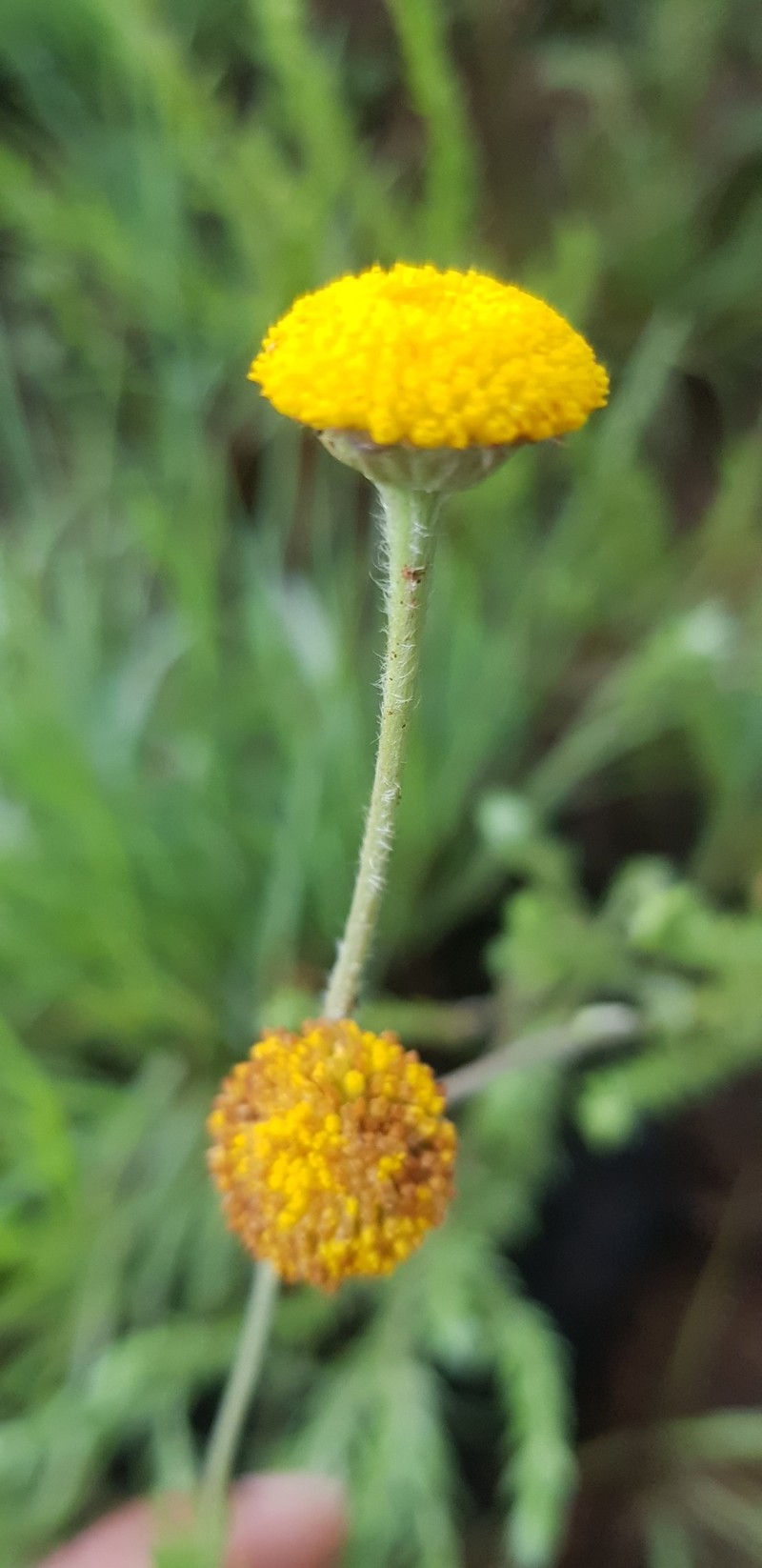 Schistostephium griseum