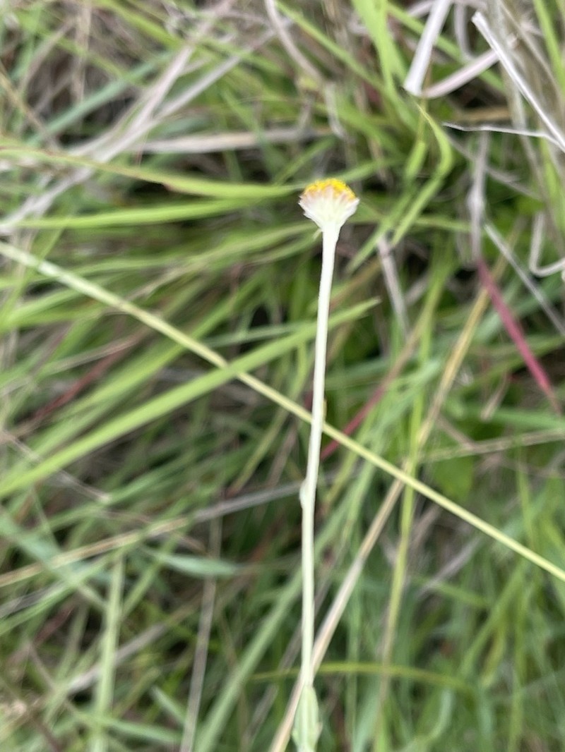 Schistostephium griseum photo 2