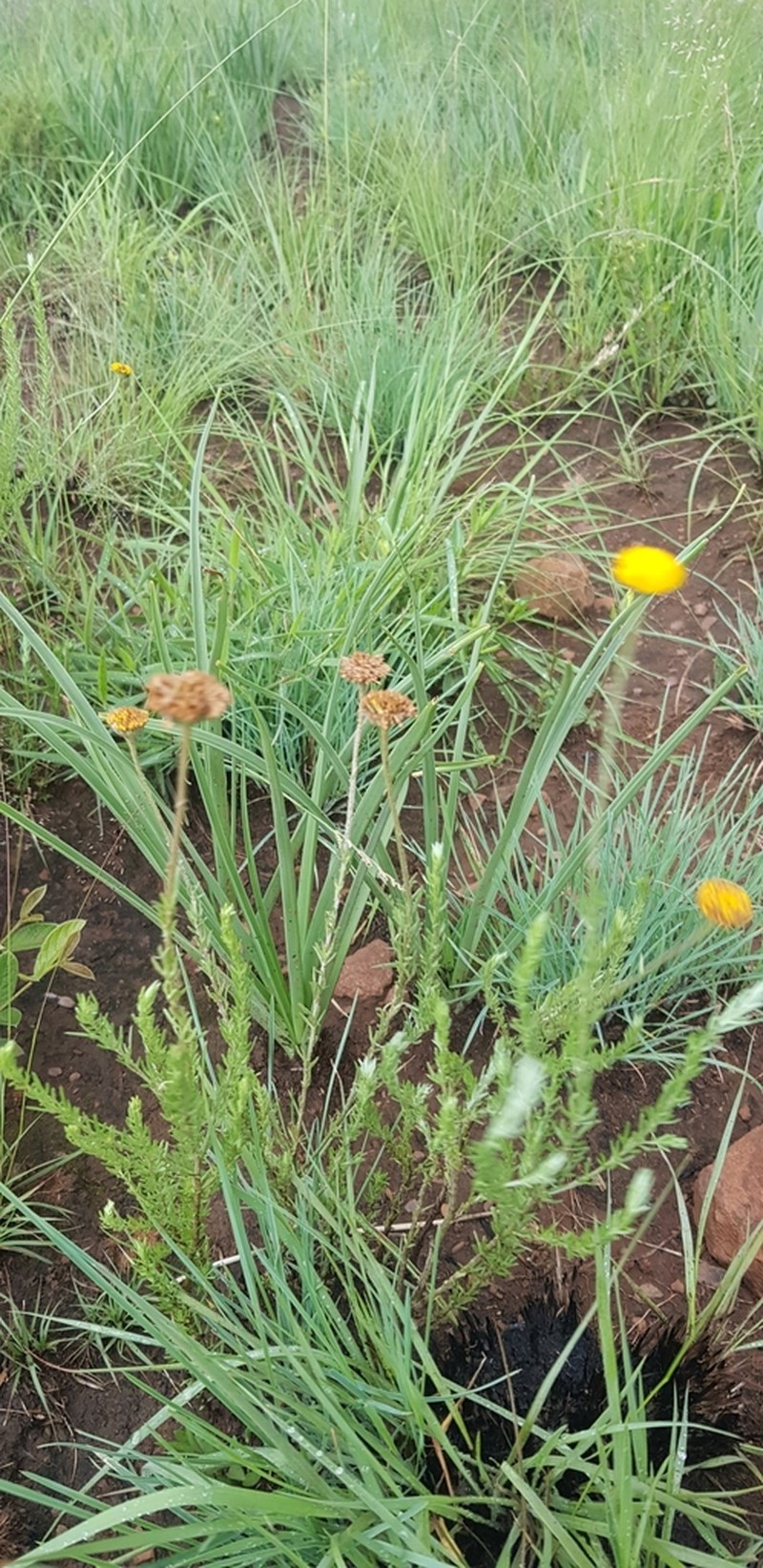 Schistostephium griseum photo 3