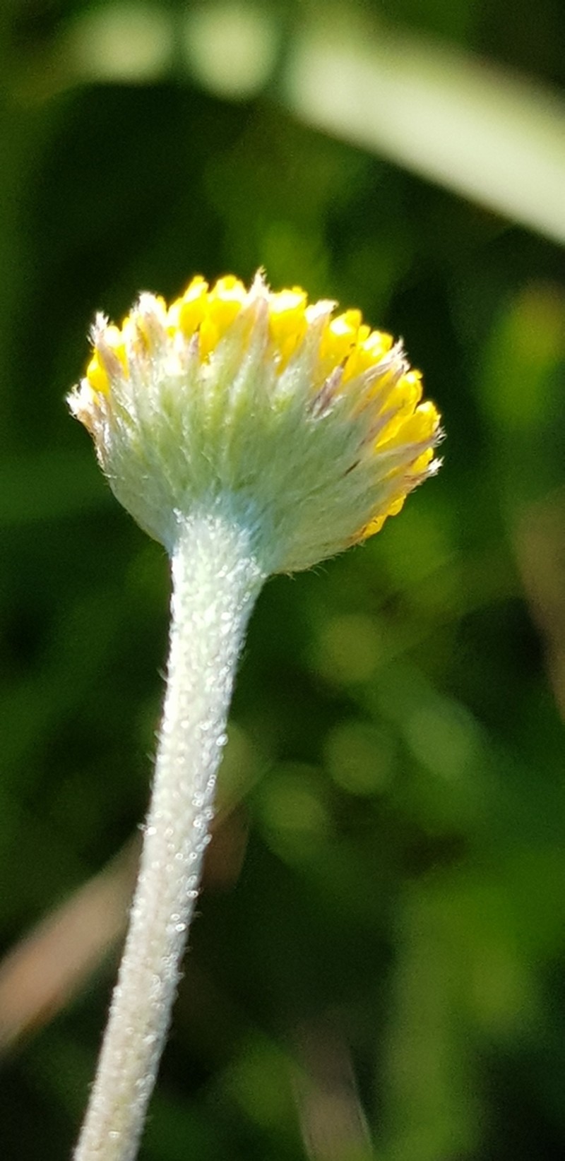 Schistostephium griseum photo 4