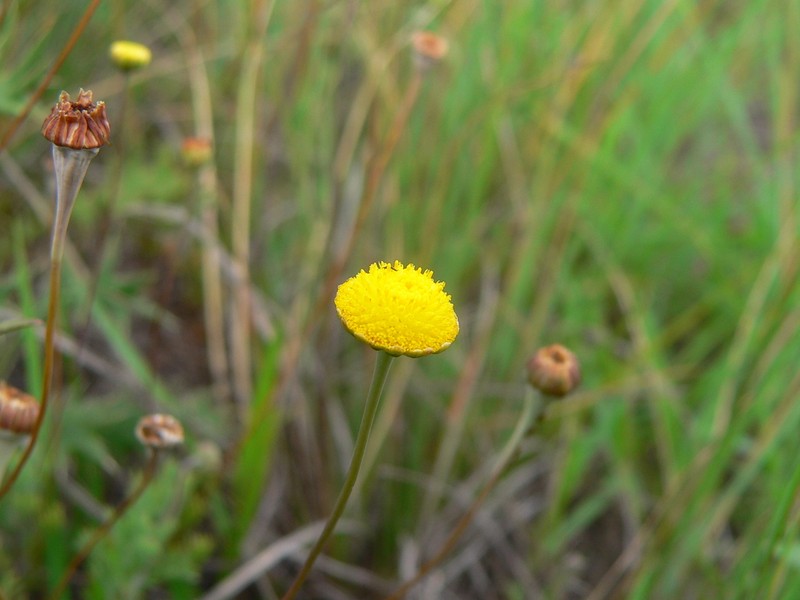 Schistostephium griseum photo 5
