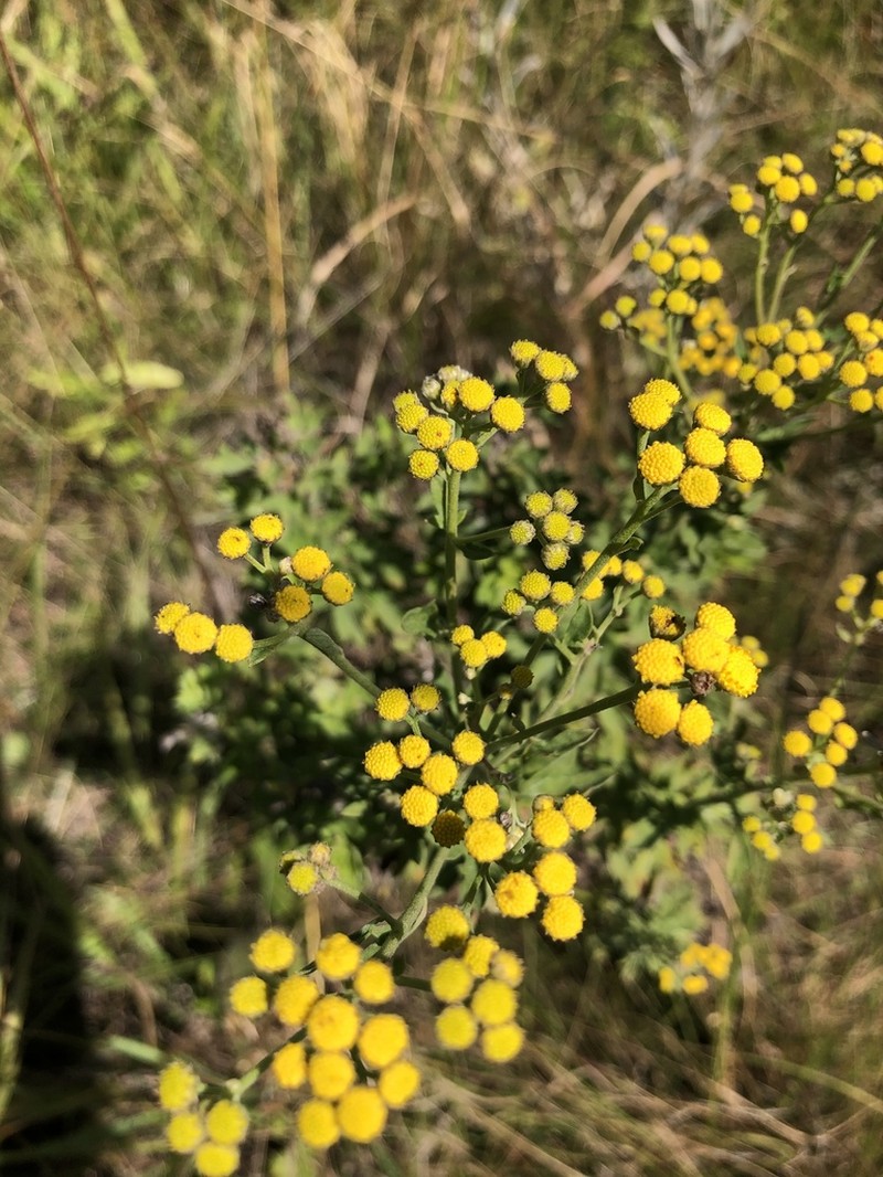 Schistostephium heptalobum