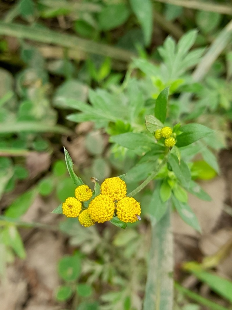 Schistostephium heptalobum photo 6