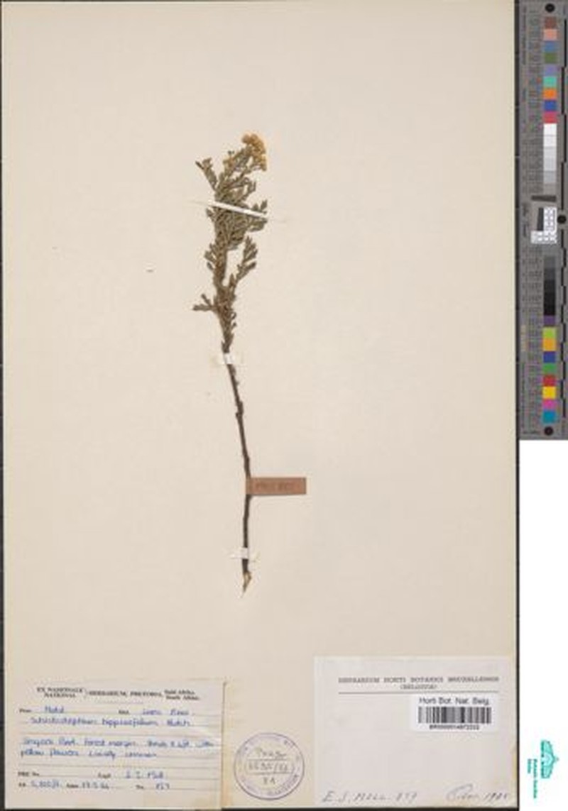 Schistostephium hippiifolium