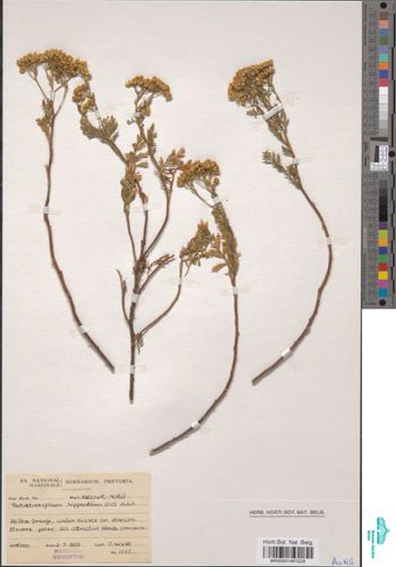 Schistostephium hippiifolium photo 2
