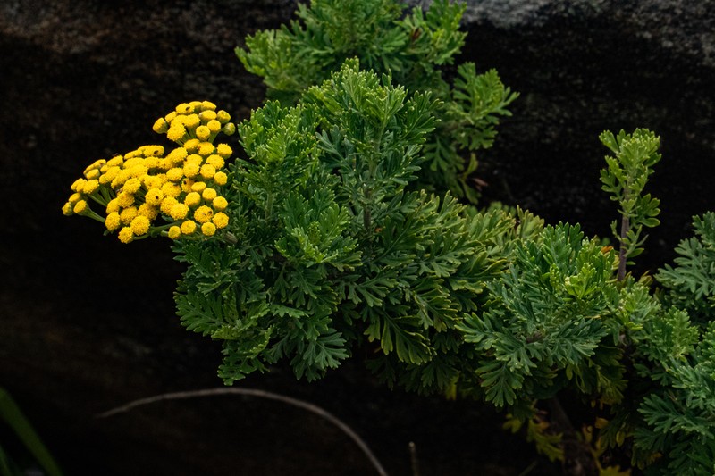 Schistostephium oxylobum