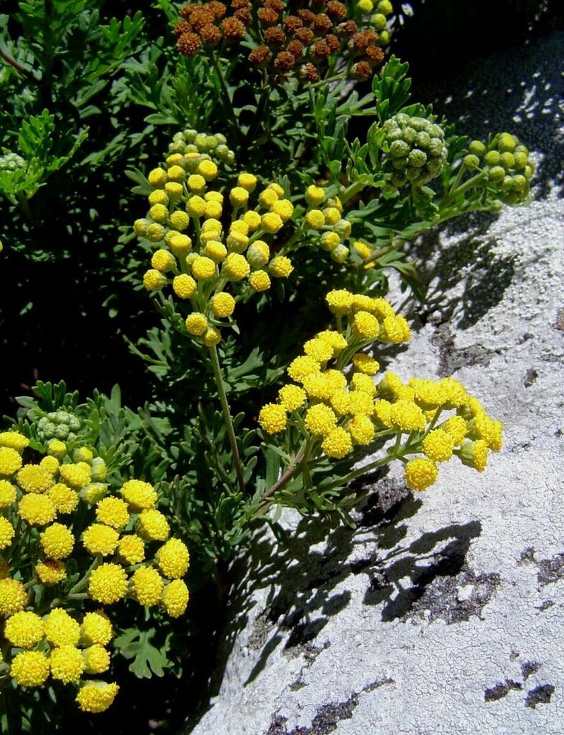 Schistostephium oxylobum photo 2