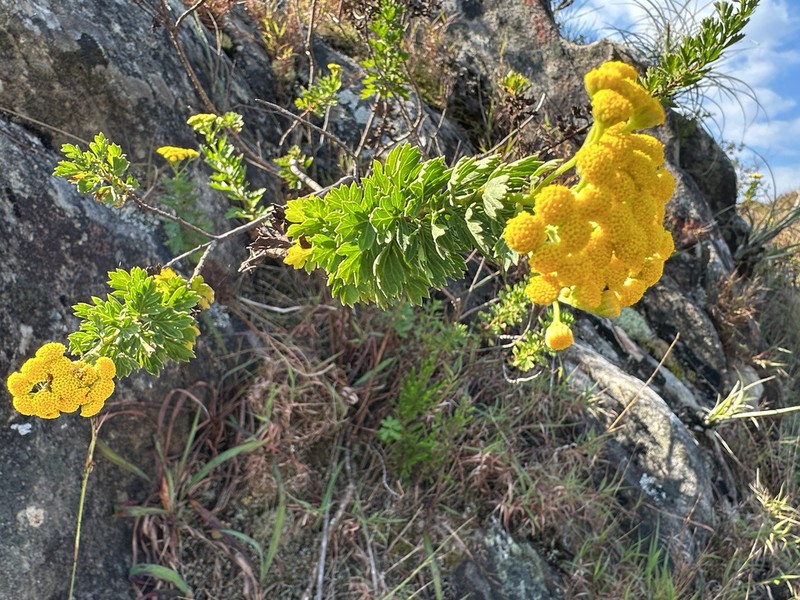 Schistostephium oxylobum photo 3
