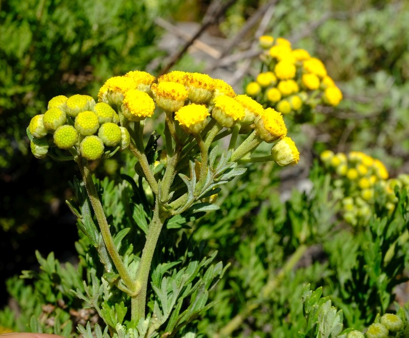Schistostephium oxylobum photo 4