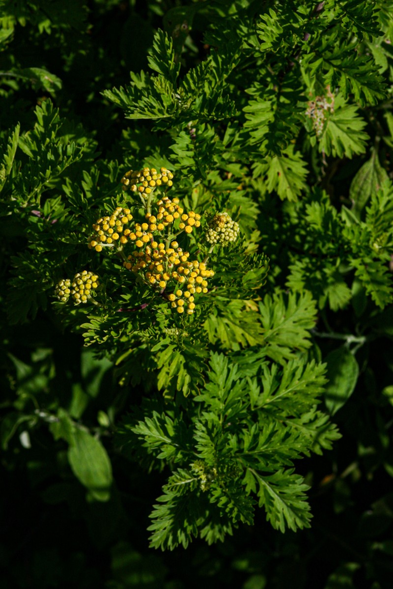 Schistostephium oxylobum photo 5