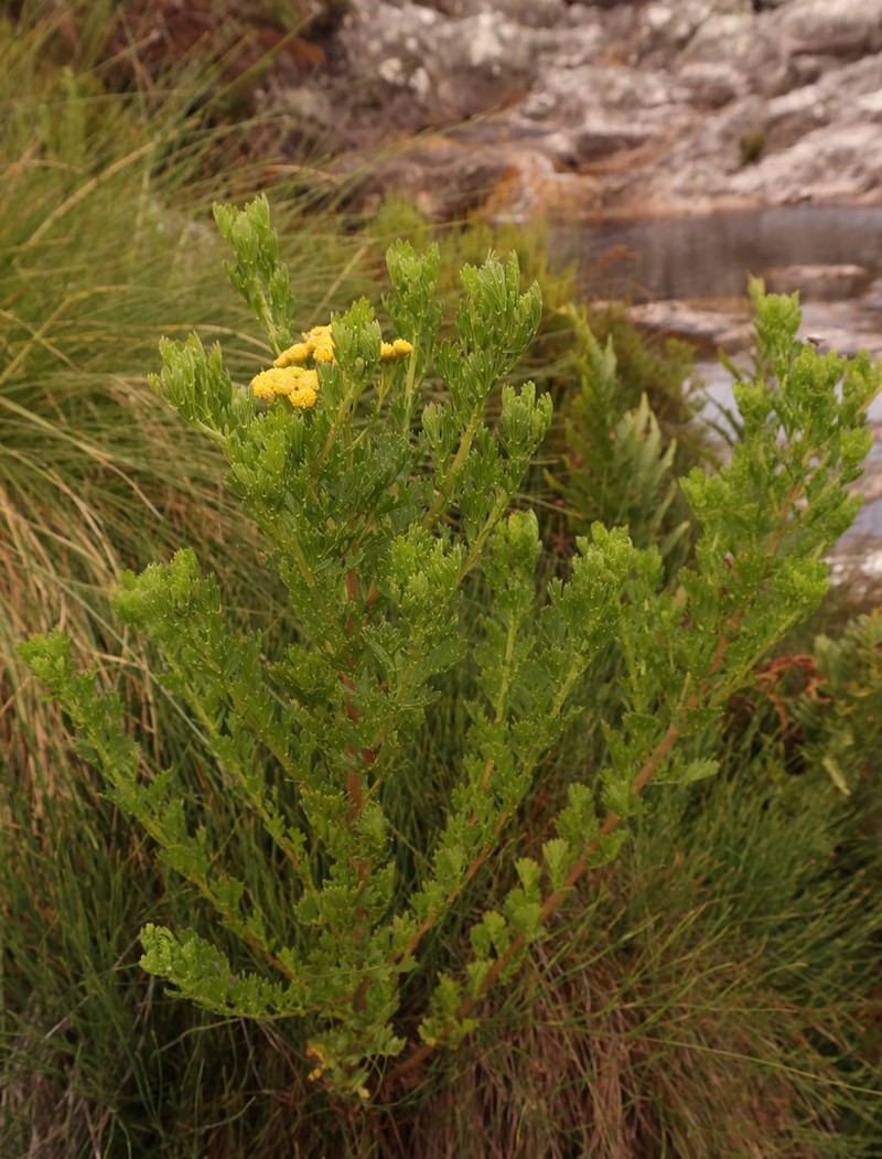 Schistostephium oxylobum photo 6