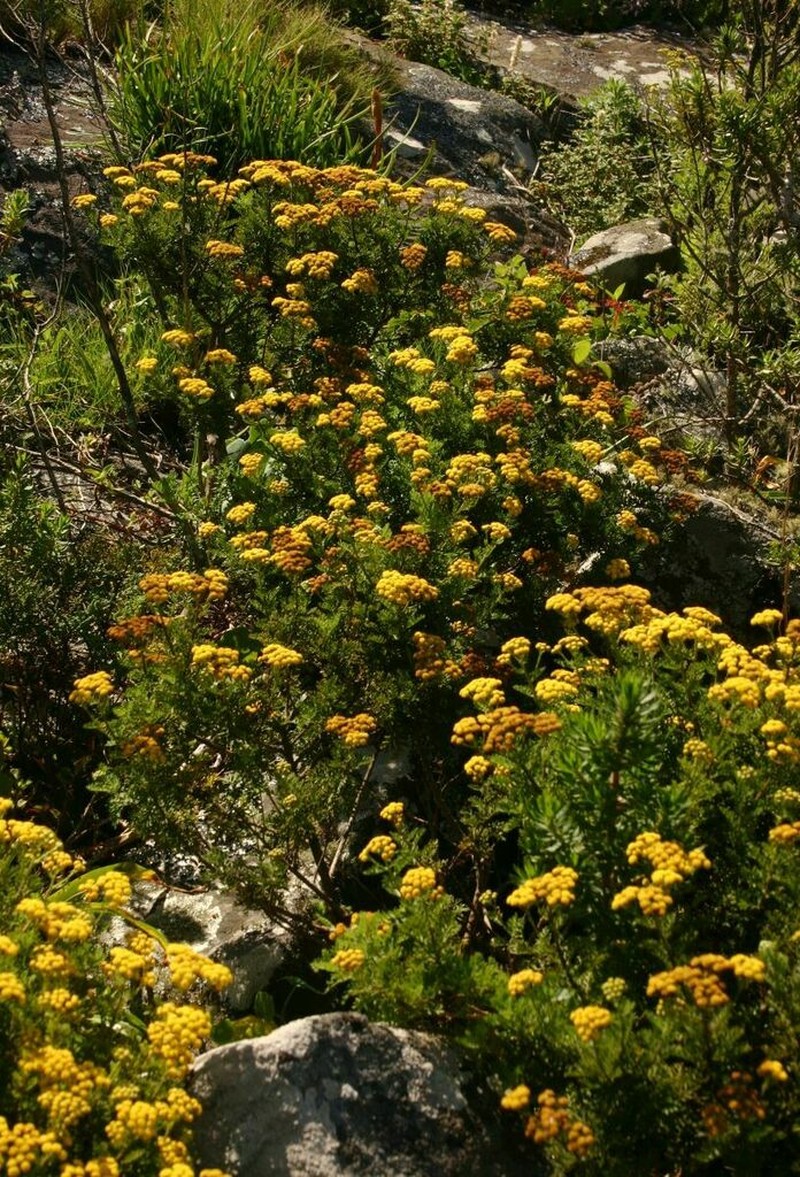 Schistostephium oxylobum photo 7