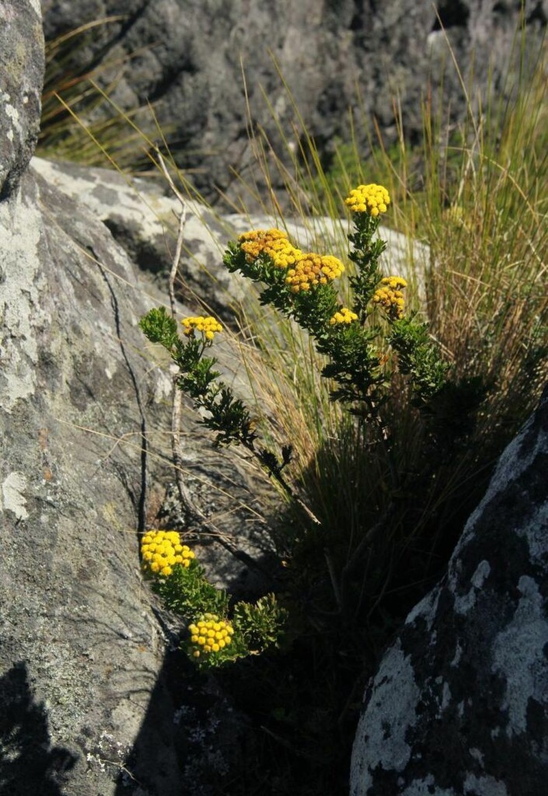 Schistostephium oxylobum photo 8
