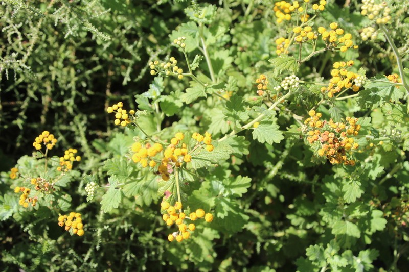 Schistostephium rotundifolium