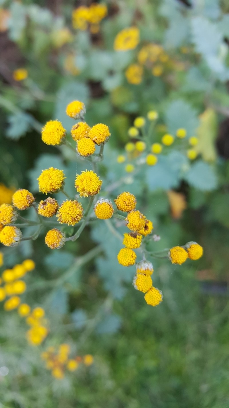Schistostephium rotundifolium photo 2