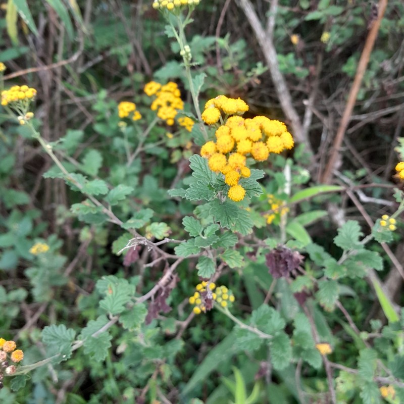 Schistostephium rotundifolium photo 3
