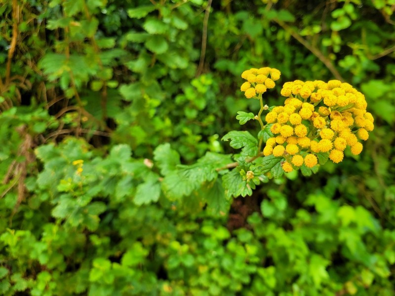 Schistostephium rotundifolium photo 4